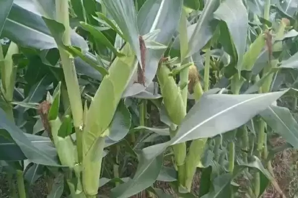 中抗茎腐病的LB212玉米品种,到底有何特别之处?插图2 中抗茎腐病的LB212玉米品种,到底有何特别之处?插图2