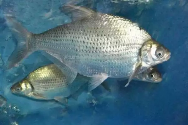 1.5号子线材质不同拉力值差异解析(1.5号子线不同材质拉力值差异如何解析)插图4 1.5号子线材质不同拉力值差异解析(1.5号子线不同材质拉力值差异如何解析)插图4