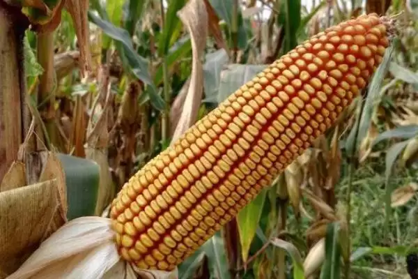 V5玉米种子简介，种植密度4000株／亩为宜的原因插图1