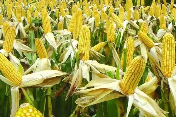 东科301玉米种简介(东科301玉米种情况如何)插图2