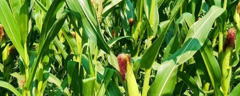 东单507玉米种子特点(东单507玉米种子有啥特点)-会东网