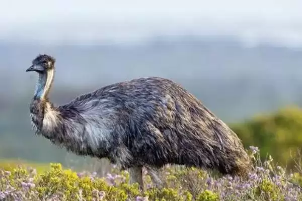 鸸鹋养殖技术(鸸鹋养殖技术有哪些要点)插图3