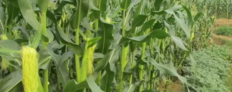 德单11号玉米种子简介(德单11号玉米种子情况是怎样的)-会东网