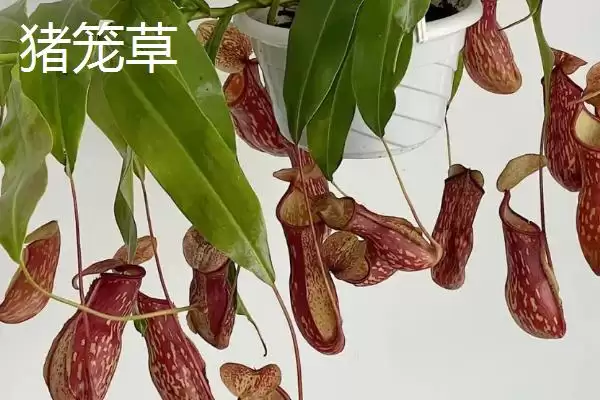 苍蝇的天敌(苍蝇的天敌都有哪些生物呢)插图4 苍蝇的天敌(苍蝇的天敌都有哪些生物呢)插图4