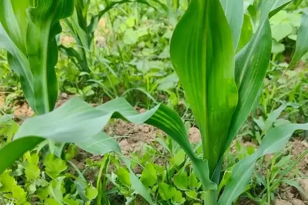 安育187玉米品种特性,播期与种植形式要点插图3 安育187玉米品种特性,播期与种植形式要点插图3