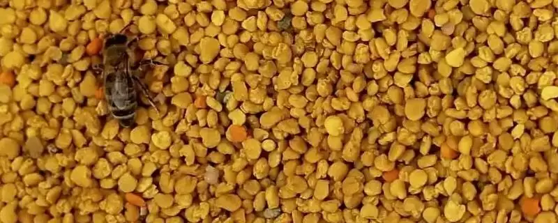 蜂花粉种类(蜂花粉常见种类及营养差异有哪些)-会东网