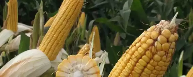 贝玉799玉米品种的特性(贝玉799玉米品种特性有哪些呢)-会东网