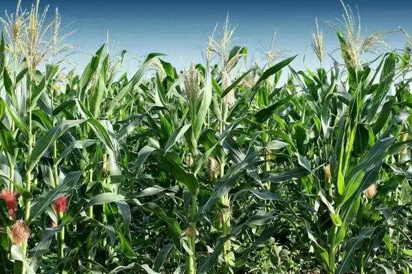 安农105玉米种子特征特性，中抗纹枯病（病指38）的优势插图2