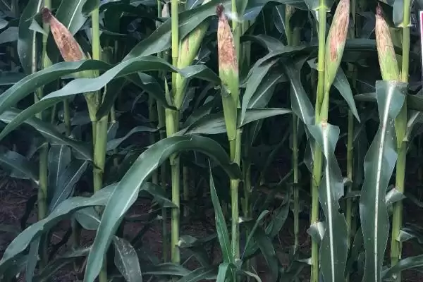 春天391玉米品种的特性(春天391玉米品种有怎样的特性呢)插图3 春天391玉米品种的特性(春天391玉米品种有怎样的特性呢)插图3