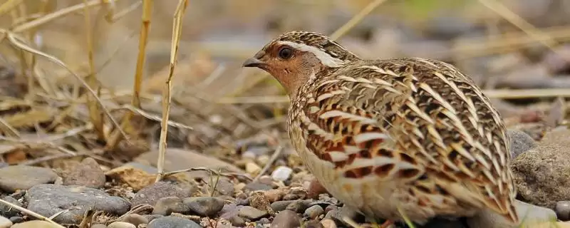 鹌鹑产蛋期光照与养殖技术(鹌鹑产蛋期光照如何设置及相关养殖技术要点)-会东网