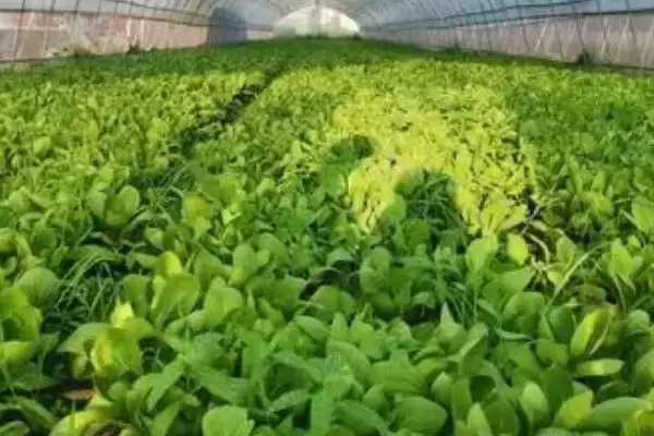 2023年种山药利润(2023年种山药利润可观的原因和种植要点有哪些)插图2