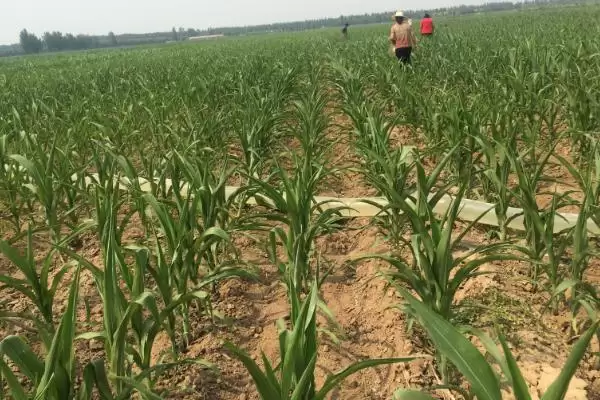 A42玉米种子平均生育期131天生长周期解析插图2 A42玉米种子平均生育期131天生长周期解析插图2