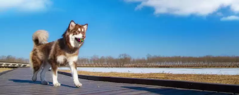 阿拉斯加犬变脸时间点 (阿拉斯加犬 4 月龄后变脸和生长发育有何关系)-会东网