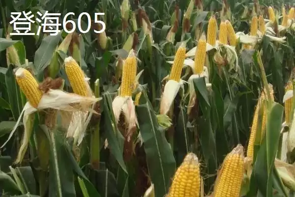 登海605和沃玉3号产量对比(登海605与沃玉3号产量对比如何)插图1