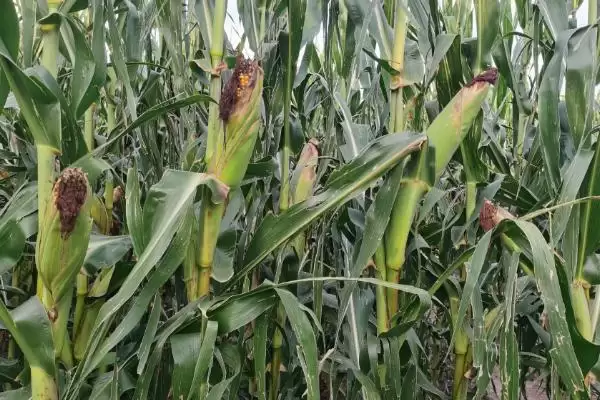 邦玉128玉米品种简介(邦玉128品种审定、性状、认可度如何)插图1 邦玉128玉米品种简介(邦玉128品种审定、性状、认可度如何)插图1