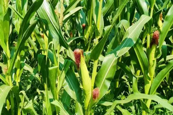 G7419玉米种子生育期133.5天的生长周期揭秘插图2 G7419玉米种子生育期133.5天的生长周期揭秘插图2