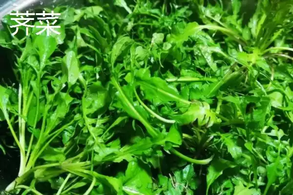 白菜同类蔬菜(白菜同类蔬菜及其在种植和食用上的特点和区别)插图5 白菜同类蔬菜(白菜同类蔬菜及其在种植和食用上的特点和区别)插图5