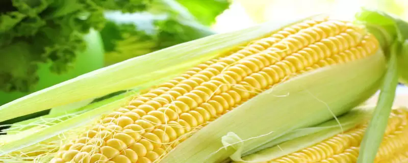 奔弛2343玉米种子简介(奔弛2343玉米种子介绍要点包含什么呢)-会东网