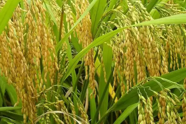 在武汉4月下旬至5月中旬播种的N55S水稻种子(N55S水稻种子武汉4-5月播种特性)插图1