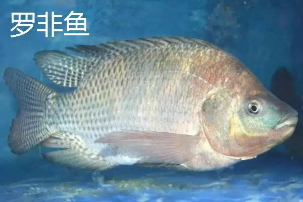 5号伊豆适合钓什么鱼(5号伊豆钩在不同水域和鱼情下适合钓哪些鱼呢)插图1 5号伊豆适合钓什么鱼(5号伊豆钩在不同水域和鱼情下适合钓哪些鱼呢)插图1