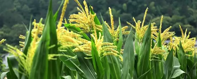 宝玉229玉米品种的特性(宝玉229玉米品种抗病、抗倒伏能力如何)插图 宝玉229玉米品种的特性(宝玉229玉米品种抗病、抗倒伏能力如何)插图