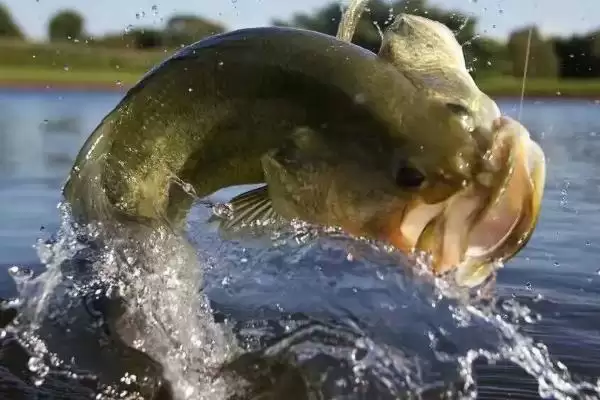白狐鱼钩与丸世钩对比(白狐鱼钩和丸世钩在尺寸大小、拉力强度上对比如何)插图4