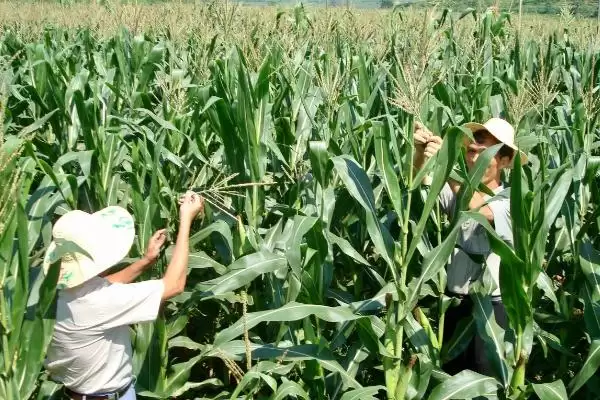 528K玉米种简介，注意防治病虫草害要点插图2