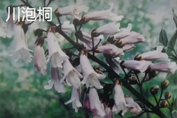 白花泡桐果实用途(白花泡桐果实有哪些用途及其在医药和工业上的应用)插图6 白花泡桐果实用途(白花泡桐果实有哪些用途及其在医药和工业上的应用)插图6