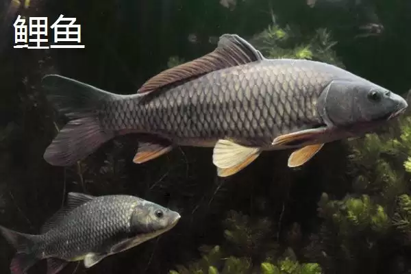 3.0号子线搭配10-11号伊势尼钩教程(3.0号子线与10-11号伊势尼钩搭配教程)插图3