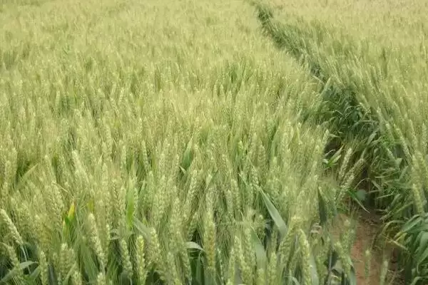 SD1607小麦种子高抗白粉病特性(SD1607小麦种子高抗白粉病特性及种植优势)插图2 SD1607小麦种子高抗白粉病特性(SD1607小麦种子高抗白粉病特性及种植优势)插图2