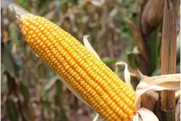 DC511玉米种子中抗茎腐病的性能与优势解析插图1