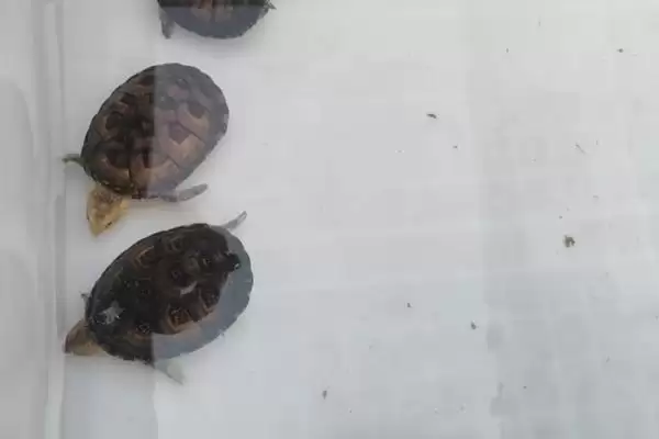 白唇蛋龟饲养要点(白唇蛋龟饲养要点及其在养殖环境和饮食上的需求)插图6 白唇蛋龟饲养要点(白唇蛋龟饲养要点及其在养殖环境和饮食上的需求)插图6