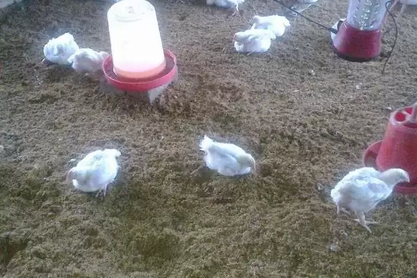发酵床养鸡技术(发酵床养鸡技术具体是怎样的)插图5