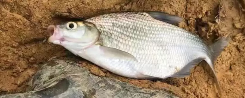 钓鳊鱼调漂方法(钓鳊鱼该怎么进行调漂呢)-会东网