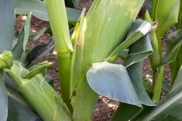 DK56玉米种子4-5月上旬适宜播期的要点插图3 DK56玉米种子4-5月上旬适宜播期的要点插图3