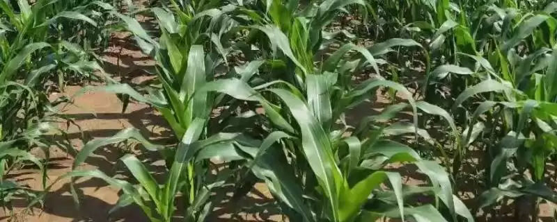 安泰168玉米种简介,中等肥力以上地块栽培要点-会东网