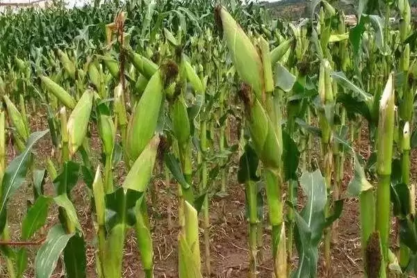 大天006玉米种子特征特性(大天006玉米种子特性有哪些)插图1