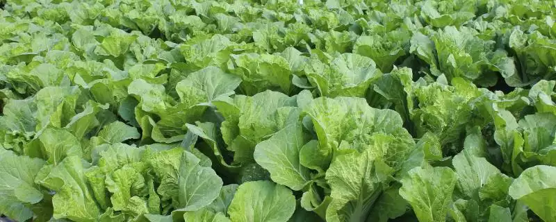 白菜同类蔬菜(白菜同类蔬菜及其在种植和食用上的特点和区别)插图 白菜同类蔬菜(白菜同类蔬菜及其在种植和食用上的特点和区别)插图