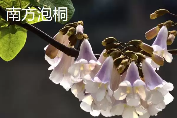 白花泡桐果实用途(白花泡桐果实有哪些用途及其在医药和工业上的应用)插图2 白花泡桐果实用途(白花泡桐果实有哪些用途及其在医药和工业上的应用)插图2