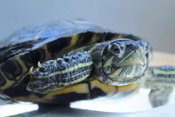 巴西龟冬眠饲养方法(巴西龟冬眠科学饲养方法及其对龟健康的影响)插图3 巴西龟冬眠饲养方法(巴西龟冬眠科学饲养方法及其对龟健康的影响)插图3