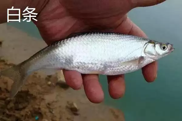 2号溪流钩与3号袖钩拉力值对比(2号溪流钩和3号袖钩的拉力值对比情况如何)插图5 2号溪流钩与3号袖钩拉力值对比(2号溪流钩和3号袖钩的拉力值对比情况如何)插图5