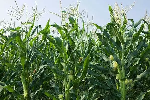 B玉117玉米品种中抗穗腐病的特性与优势分析插图1