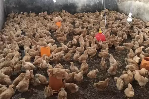 发酵床养鸡技术(发酵床养鸡技术具体是怎样的)插图6