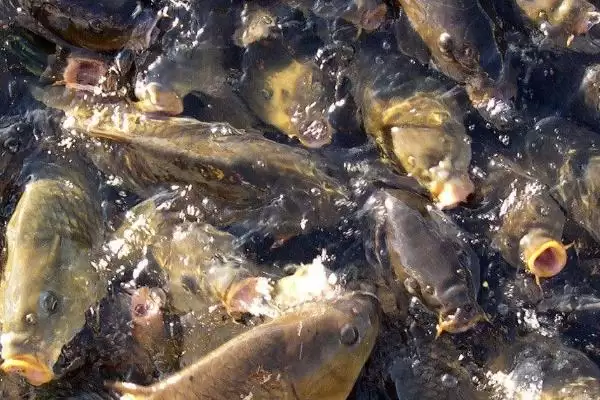 纯香型鱼饵1#鲫饵料介绍(纯香型鱼饵1#鲫饵料在成分、适用场景上如何介绍)插图4 纯香型鱼饵1#鲫饵料介绍(纯香型鱼饵1#鲫饵料在成分、适用场景上如何介绍)插图4