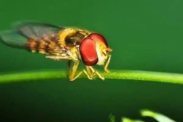 赤眼蜂可以防治害虫的原因(赤眼蜂能防治害虫的原因是什么呢)插图3