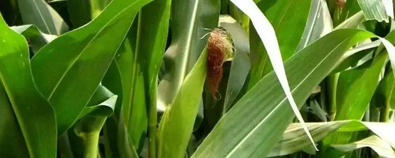 甘甜2号玉米种子特征特性(甘甜2号种子发芽、甜度、抗逆性呢)-会东网