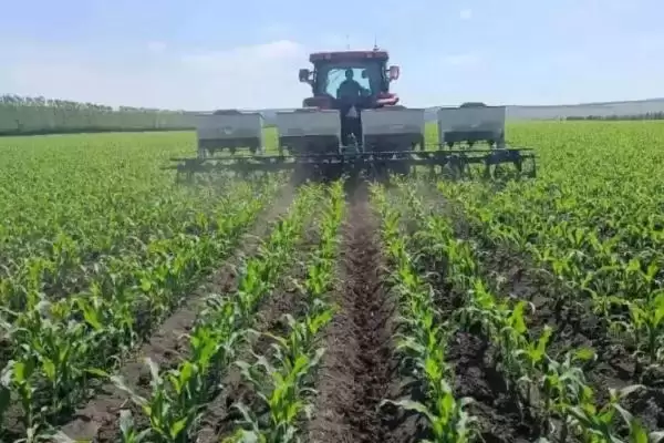 ZB1201玉米种简介，中抗穗腐病的作用插图1