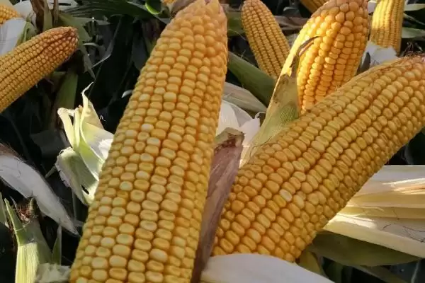 中抗茎腐病的M1508玉米种子，有何独特之处？插图2