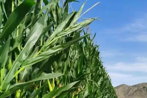 AY118玉米品种株型半紧凑的独特外观特性插图3