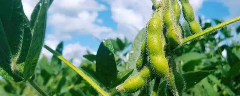 贡夏豆13大豆种子特点(贡夏豆13种子抗逆、品质、适应性呢)-会东网